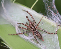 Barronopsis floridensis