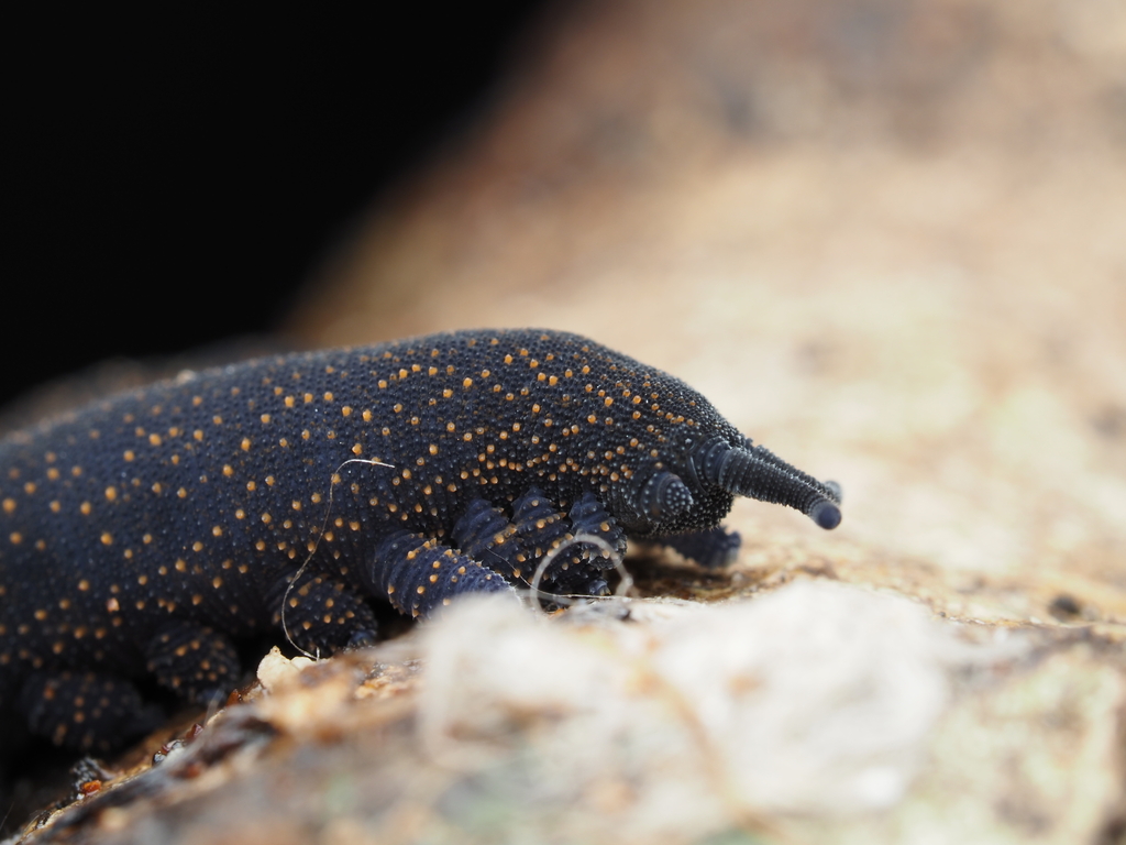 Peripatoides suteri