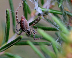 Barronopsis floridensis