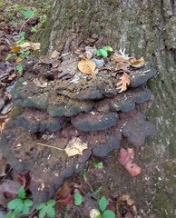 Ischnoderma benzoinum