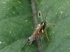 Diplazon laetatorius