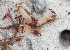 Pogonomyrmex badius