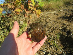 Cyclonaias tuberculata