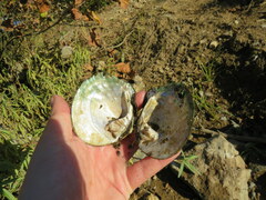 Cyclonaias tuberculata