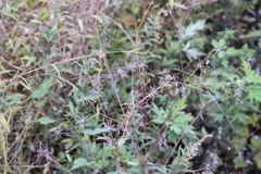 Bidens bipinnata