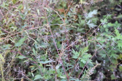 Bidens bipinnata