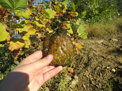 Cyclonaias tuberculata