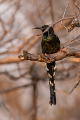 Phoeniculus purpureus marwitzi