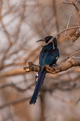 Phoeniculus purpureus marwitzi