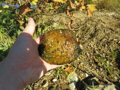 Cyclonaias tuberculata