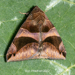 Bastilla arcuata