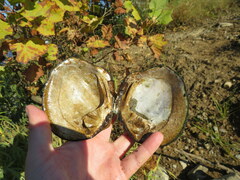 Cyclonaias tuberculata