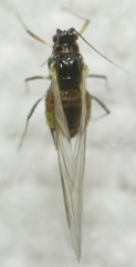 Periphyllus testudinaceus