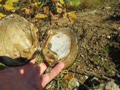 Cyclonaias tuberculata