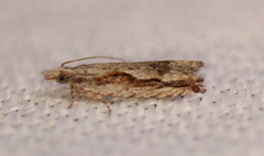 Strepsicrates transfixa