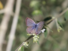 Echinargus