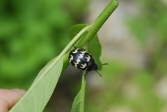 Leptinotarsa lacerata