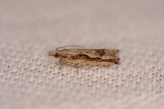 Strepsicrates transfixa