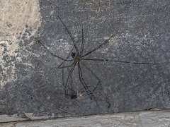 Crossopriza lyoni