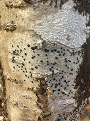 Mycoblastus sanguinarius