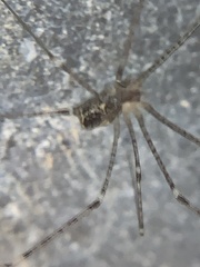 Crossopriza lyoni