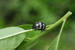 Leptinotarsa lacerata