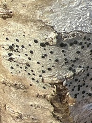 Mycoblastus sanguinarius