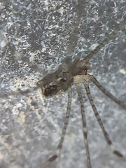 Crossopriza lyoni