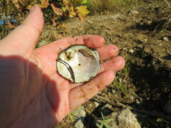 Cyclonaias tuberculata