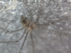Crossopriza lyoni
