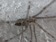 Crossopriza lyoni