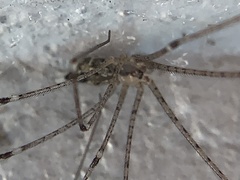 Crossopriza lyoni