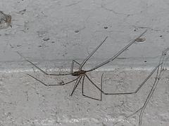 Crossopriza lyoni