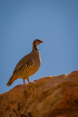 Alectoris chukar