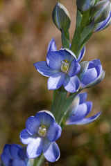Thelymitra aristata
