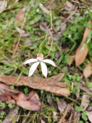 Caladenia moschata