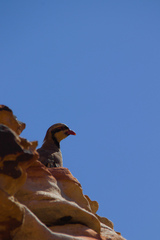 Alectoris chukar