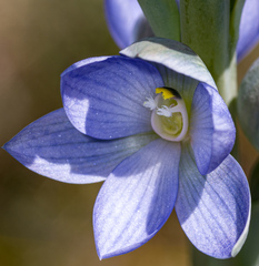 Thelymitra aristata