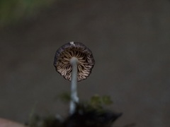 Cyanula