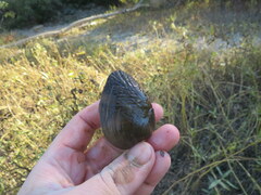 Lemiox rimosus