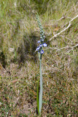 Thelymitra aristata