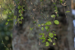 Capparis sarmentosa