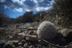 Escobaria chlorantha
