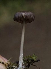 Cyanula