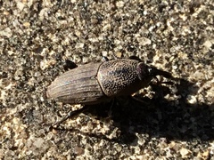 Sphenophorus coesifrons