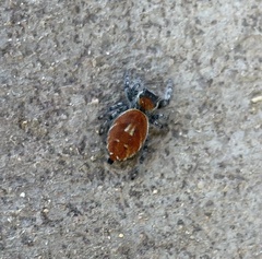Phidippus