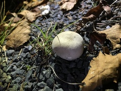 Lycoperdon pratense