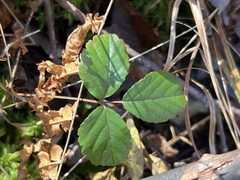 Rubus hispidus
