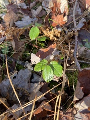 Rubus hispidus