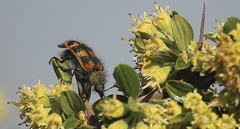Astylus trifasciatus